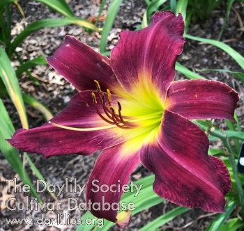 Daylily Frankie's Fantasy